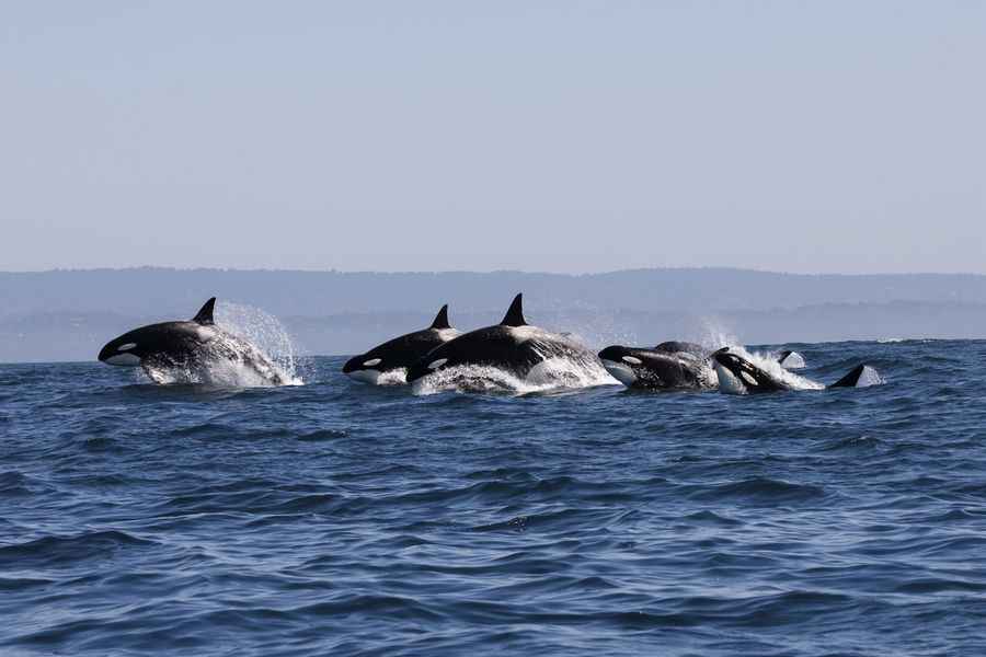 虛「鯨」一場 船員慘遭30頭虎鯨圍攻2小時