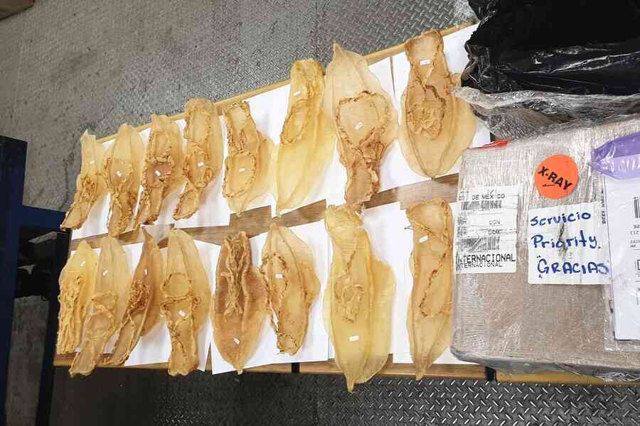 墨西哥解除禁令 允許石首魚鰾出口中國