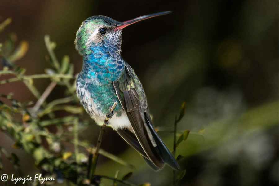 【圖輯】八旬攝影師抓拍稀有蜂鳥的美麗瞬間