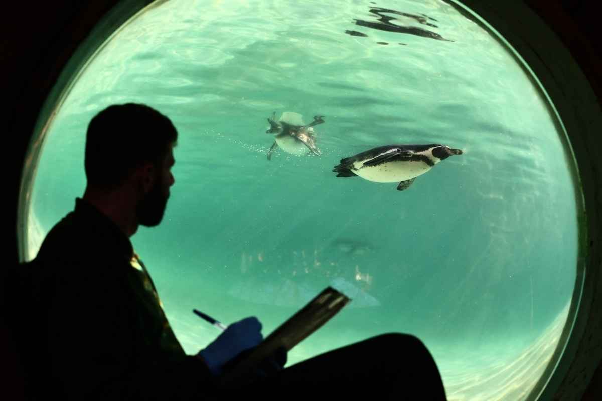 2025年1月3日,英國倫敦動物園舉行年度盤點活動。圖為在拍照環節,一位飼養員坐在園內水族館的水族箱圓狀窗口旁,看著洪堡企鵝(Humboldt penguin,)在水中暢遊。(Henry Nicholls/AFP via Getty Images)