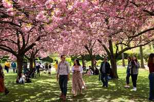 櫻花全綻放 紐約布魯克林植物園迎來花季高潮