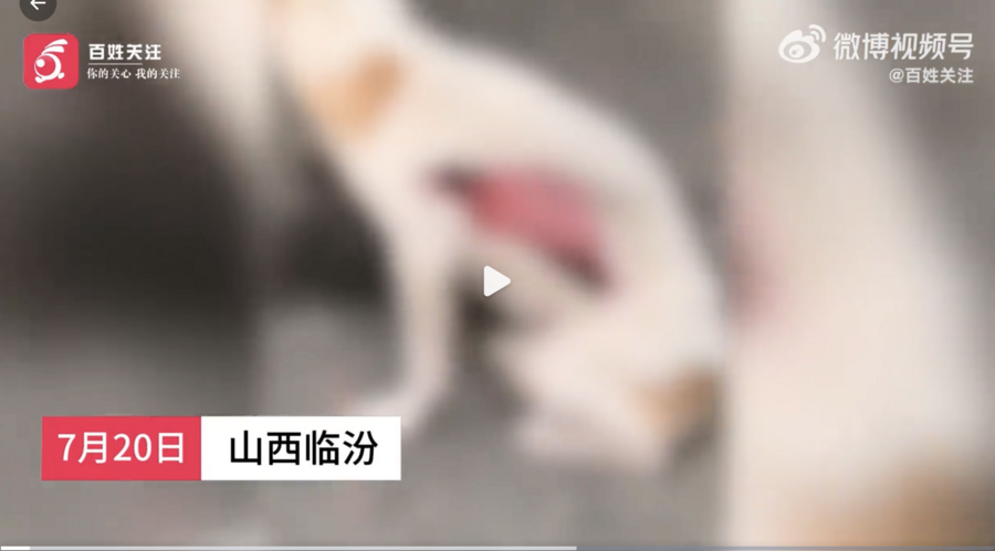 山西發生兩宗人為剝皮虐狗事件 輿論譁然