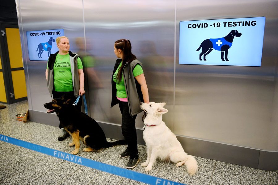 芬蘭機場啟用小狗檢測中共病毒 10秒搞定