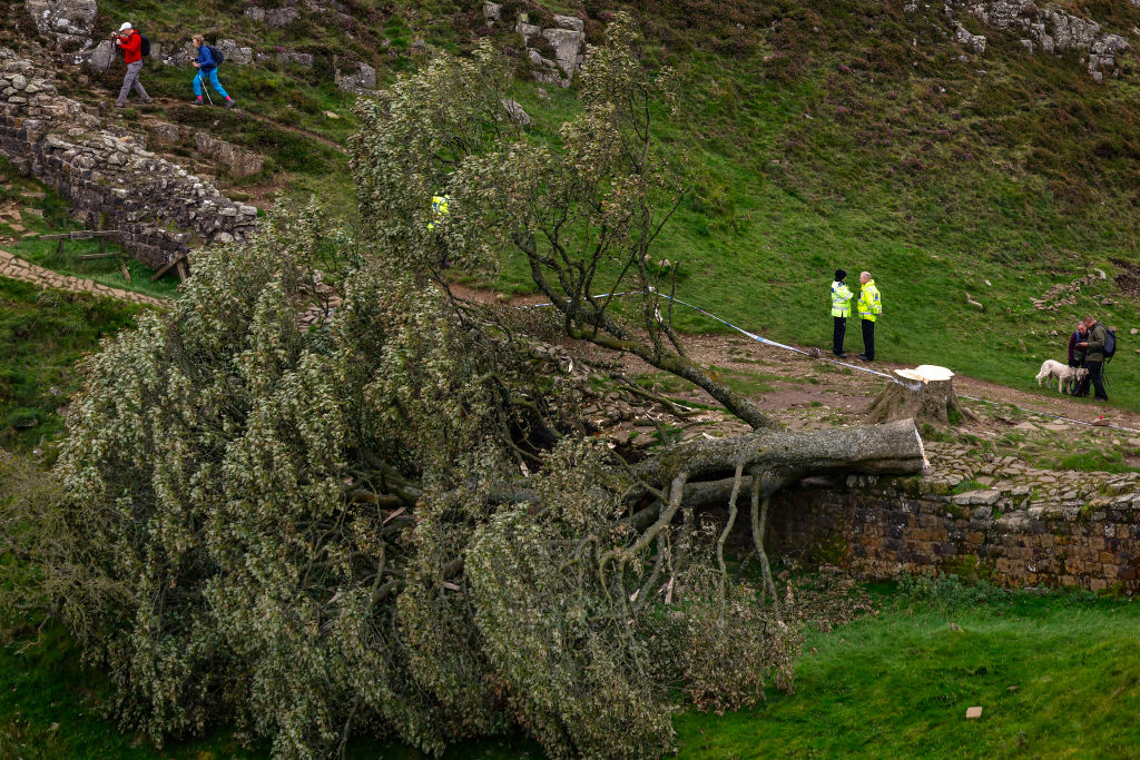 2023年9月28日，英國著名的羅賓漢樹被惡意砍倒。（Jeff J Mitchell/Getty Images）