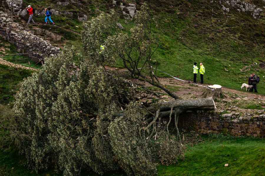 英國著名「羅賓漢樹」被砍 警拘16歲男