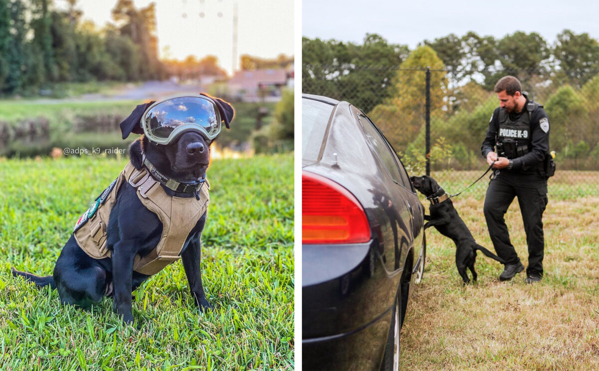 可愛的黑色拉布拉多獵犬雷德（Raider）因具備不可思議的搜尋本領，成為一隻完美的K-9嗅探犬。（Phillip Ritchey提供）