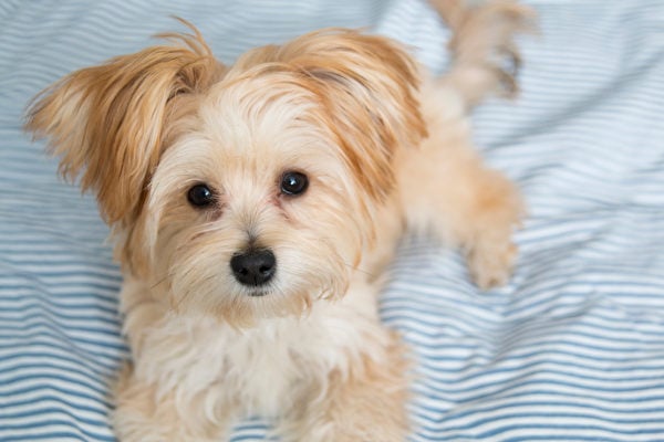 莫基犬喜歡討主人抱抱，如果把牠帶回家，無論你走到哪裏，牠都會跟隨左右。（Shutterstock）