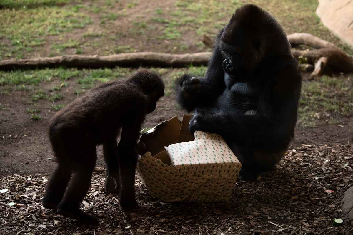2024年12月21日,西班牙豐希羅拉生態動物園(Bioparc Fuengirola zoo)裏的大猩猩正有模有樣地拆著禮物,猩猩寶寶在一旁好奇地觀看。(Jorge Guerrero/AFP via Getty Images)