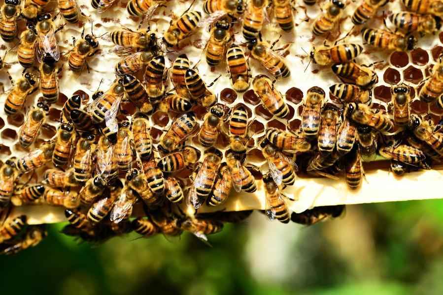 被蜜蜂狂螫2萬次 美國男子大難不死