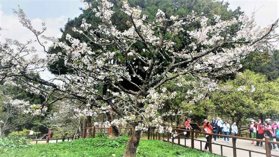 「櫻之限定 花季倒數」阿里山染井吉野櫻壓軸上演