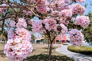 組圖：粉紅和黃金風鈴木好美 南台灣賞花秘徑