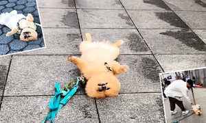 為引人關注 小博美犬在紐約繁華街頭「裝死」