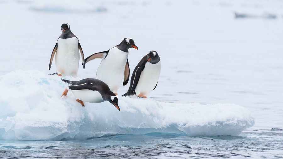 南極大陸首現高致病性禽流感 企鵝種群受威脅
