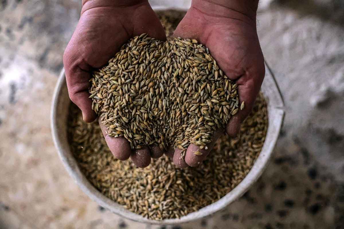2022年3月21日，在加沙地帶南部的拉法（Rafah）市，一名巴勒斯坦工人在傳統的小麥廠裏拿著麥粒。俄羅斯對烏克蘭的入侵可能意味著許多國家減少糧食供應，在這些國家，數百萬人已處在飢餓邊緣。 （Said Khatib/AFP via Getty Images）