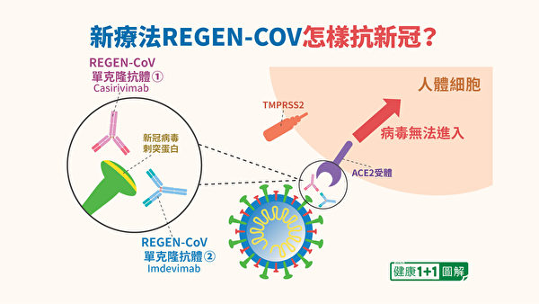 REGEN-COV單克隆抗體療法可阻止病毒的刺突蛋白，從ACE2受體進入細胞。（健康1+1／大紀元）
