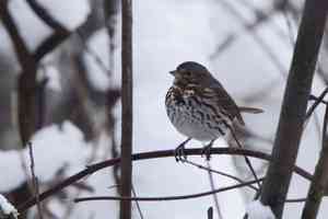 研究：加州山火使部份鳥類族群受益