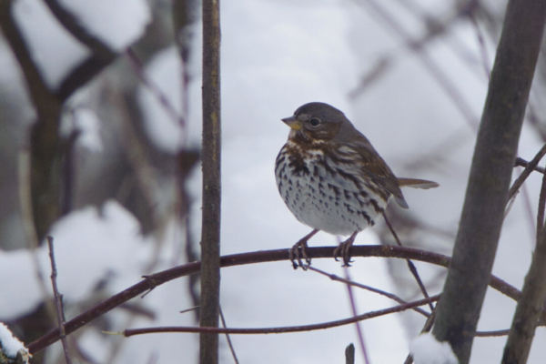 研究：加州山火使部份鳥類族群受益