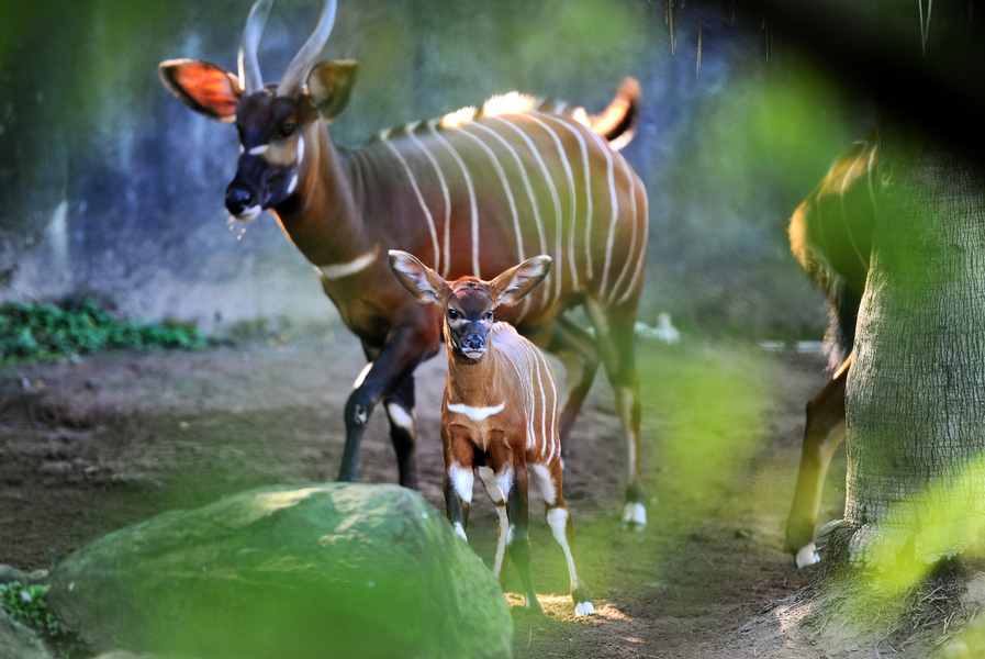 又一極瀕危物種寶寶降生 美動物園再獲紫羚