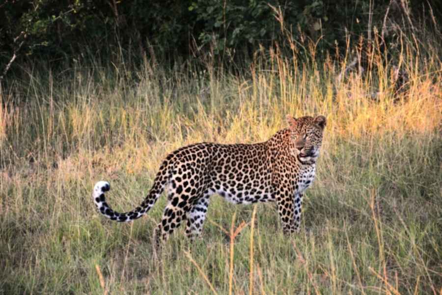 中國人從玻利維亞猖獗走私野生動物回國