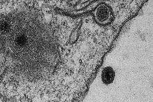 科學家發現新病毒基因組 含百分百未知基因