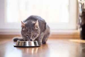 10種常見食物對小貓有害 吃了可能會死掉