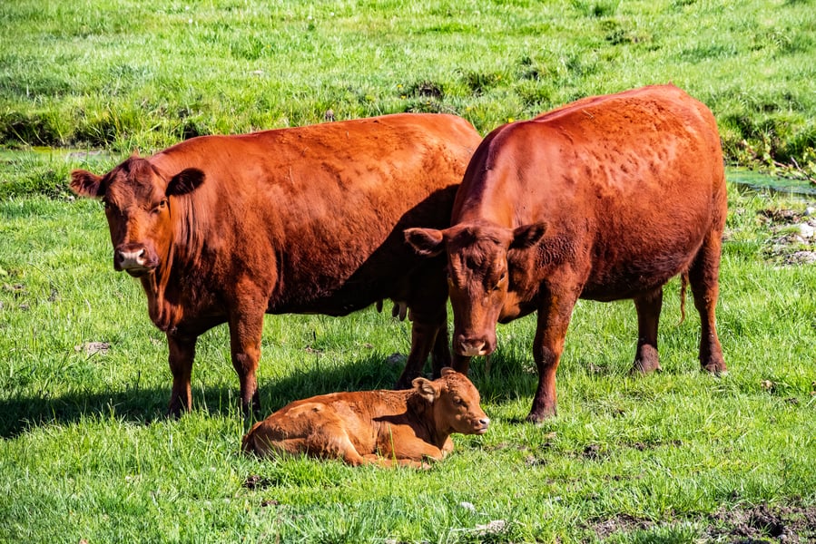 以色列培育紅母牛 為《聖經》末日預言準備