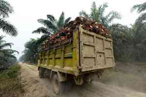 伊朗戰爭導致東南亞棕櫚油出口激增 價格上漲