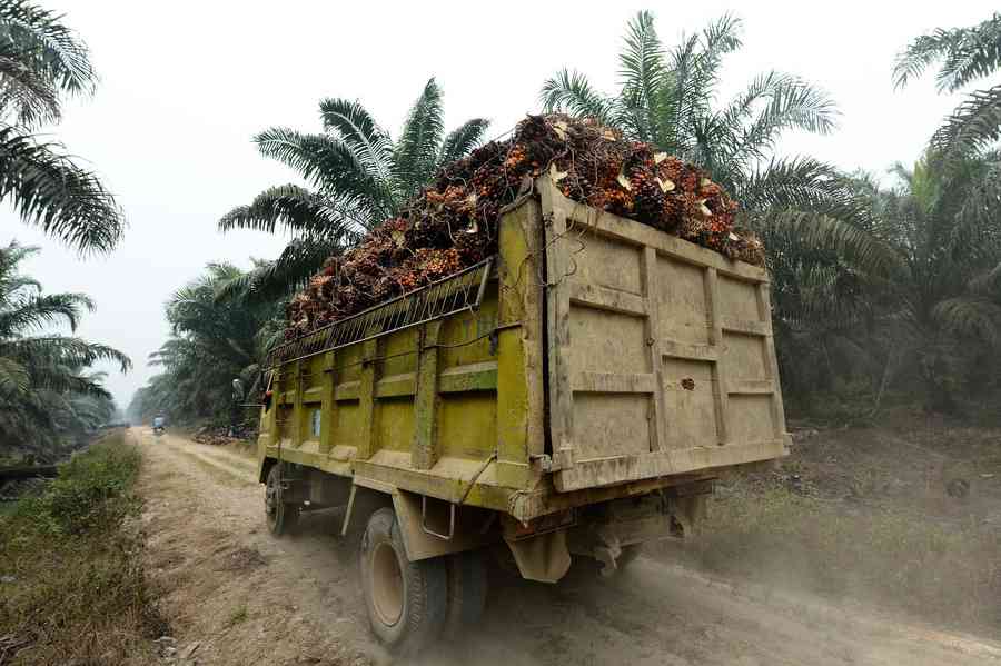 伊朗戰爭導致東南亞棕櫚油出口激增 價格上漲