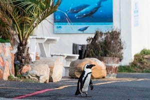 組圖：南非封鎖令再延長 行人稀少企鵝上街