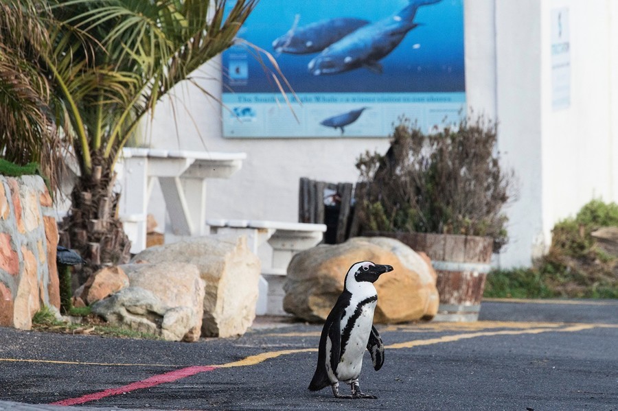 組圖：南非封鎖令再延長 行人稀少企鵝上街