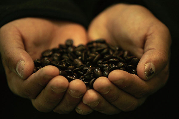 洪都拉斯本年度前9個月的咖啡出口總值，比上個年度同期成長了55%。(MIKE CLARKE/AFP/Getty Images)