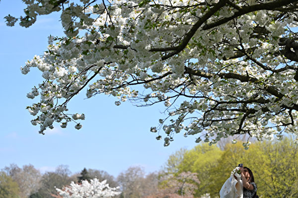 2023年4月9日，英國倫敦巴特西公園（Battersea Park），一名遊客正在拍攝盛開的櫻花。（Justin Tallis/AFP）