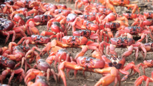 澳洲聖誕島上的紅蟹大遷徙 堪稱世界奇觀