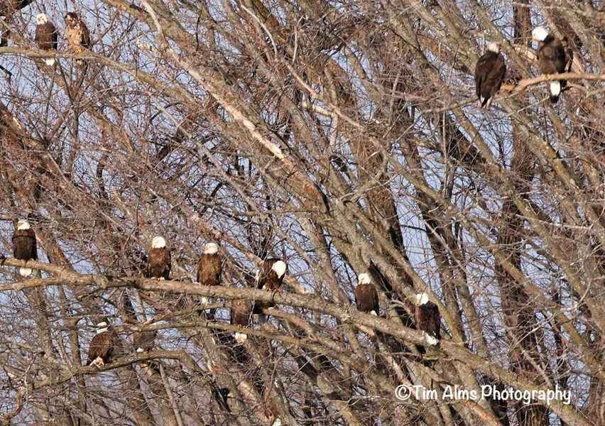【圖輯】幾十隻白頭鷹群聚同一棵樹 罕見壯觀