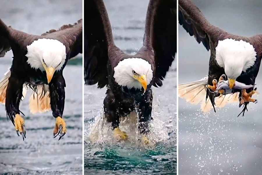 【圖輯】白頭鷹捕獲鱈魚在空中吞食的瞬間