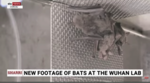 武漢實驗室養蝙蝠影片 打臉世衛調查團說法