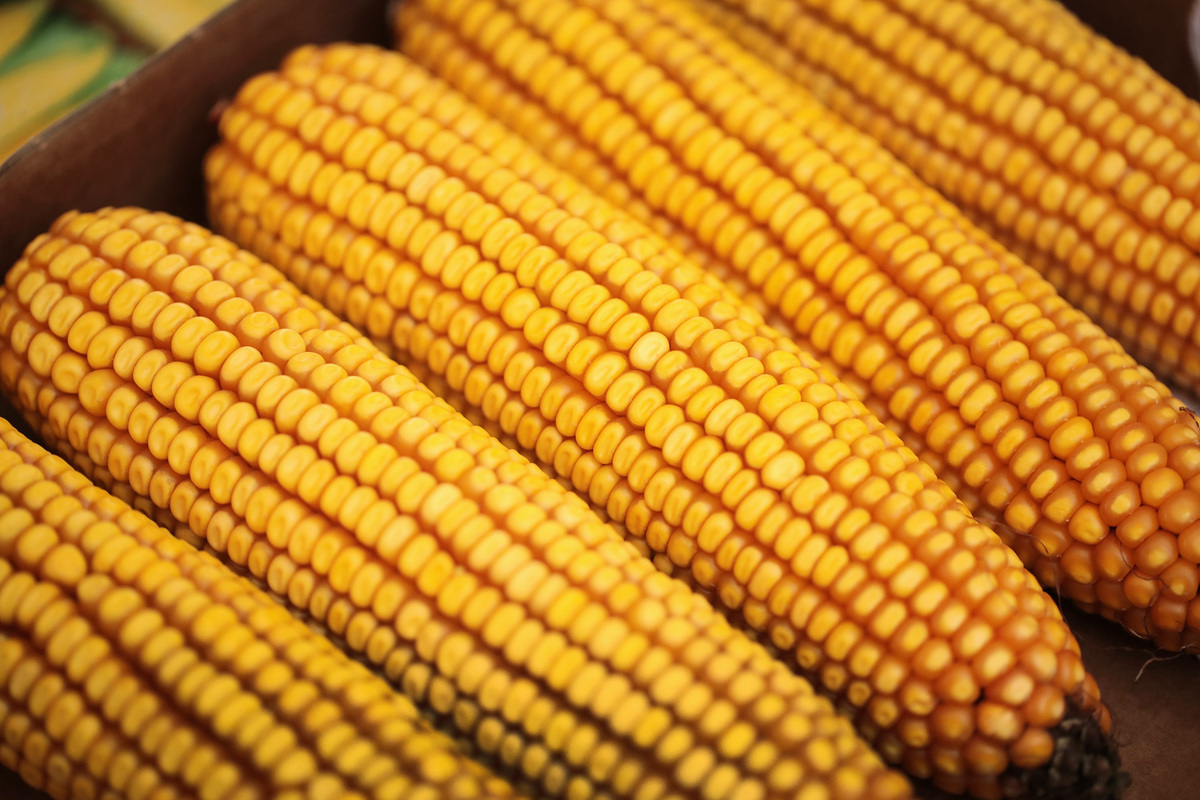 中共近日稱「秋糧豐收」，隨即有網友、農民、學者直指中共再次撒謊，今年糧食短缺不可避免。（Scott Olson/Getty Images）