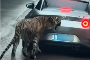 重慶女子自駕駛入動物園猛獸區 被老虎追咬