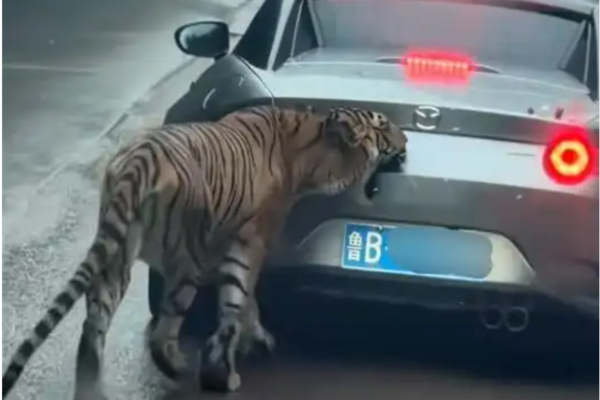 重慶女子自駕駛入動物園猛獸區 被老虎追咬