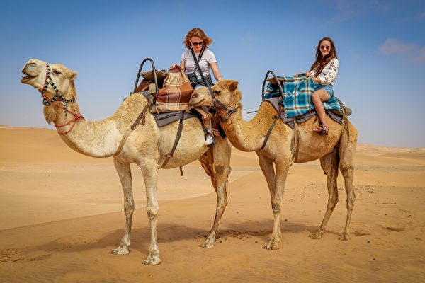 許多到卡塔爾觀賞世足賽的遊客也會到沙漠中騎駱駝。此為遊客在非洲納米比沙漠（Namib Desert）騎駱駝的示意圖。（Pixabay）