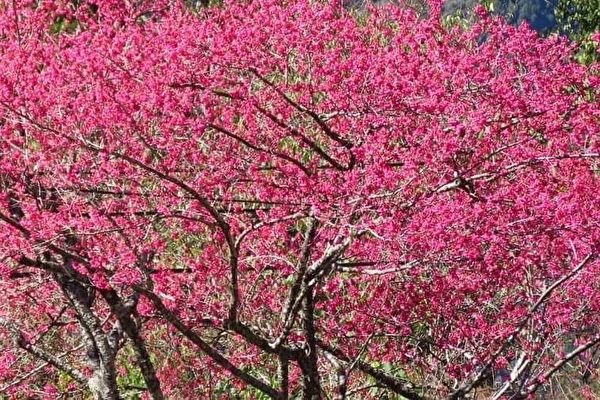 台灣阿里山公路櫻花綻放 感受鳥語花香的好時機（多圖）