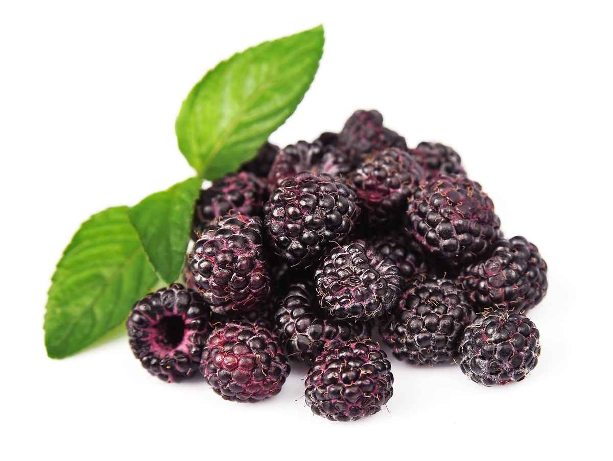 研究發現，黑樹莓與更知名的紅樹莓或黑莓相比，具有更強大的健康功效。 （Shutterstock）