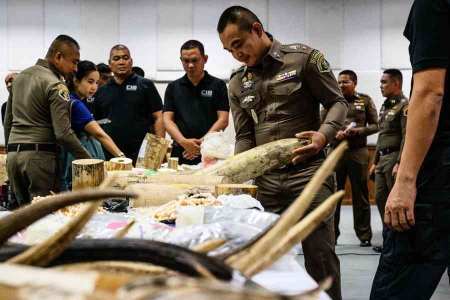 泰國破獲十年來最大規模象牙走私案 逮捕9人