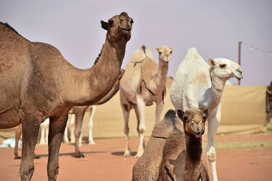 沙特阿拉伯年度駱駝選美大賽 逾40隻因整形被淘汰