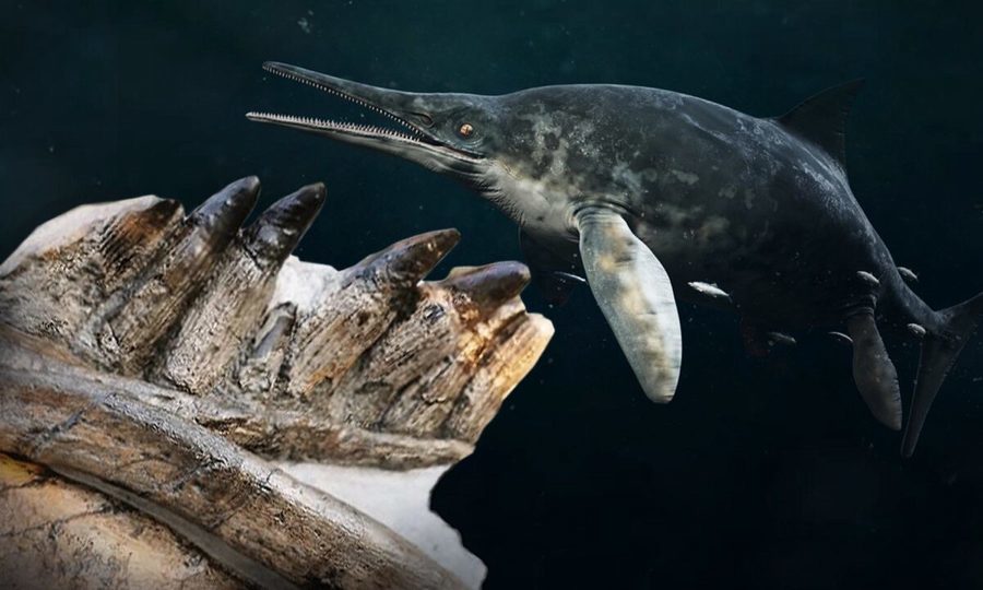 英國海岸出土1.8億年前泰曼魚龍化石