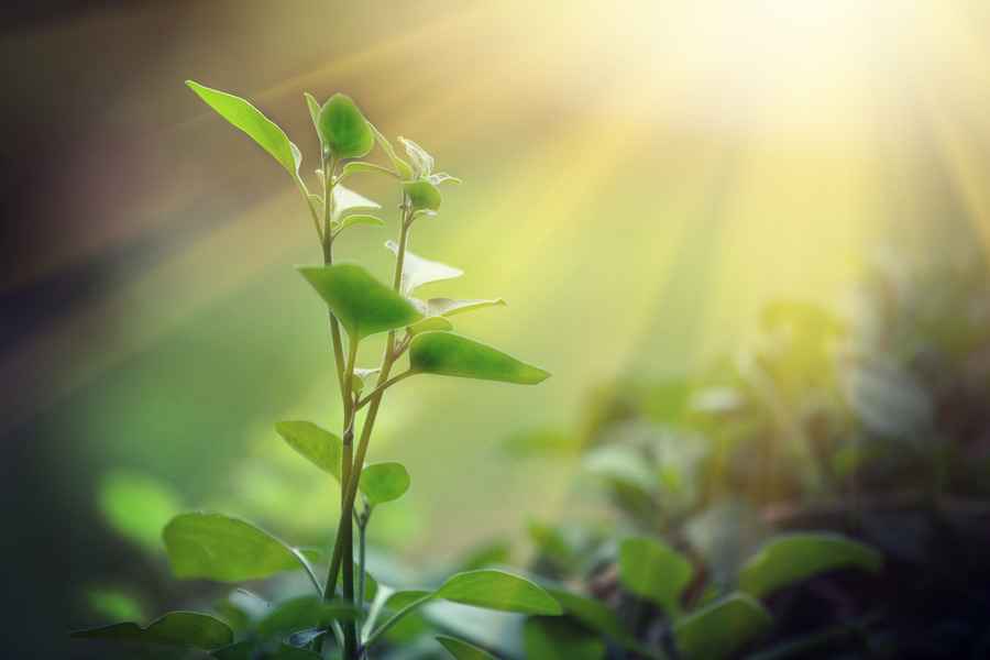 人工光合作用獲突破 植物可在無光環境中生長