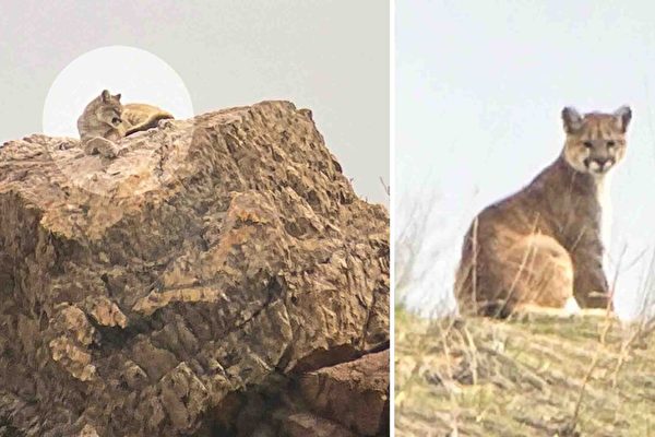 【圖輯】女子猶他州山嶺上與美洲獅邂逅 超罕見