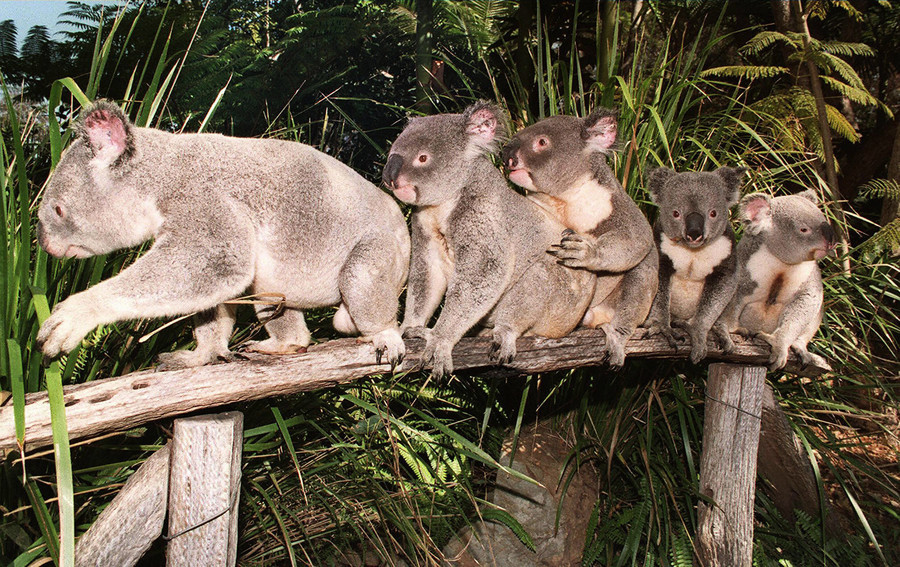 2023年澳洲新增144個瀕臨滅絕物種