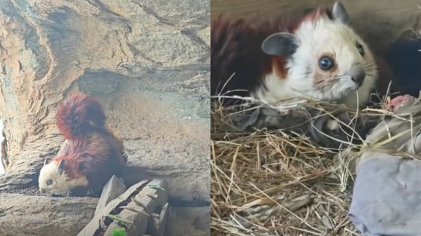 男子探秘武當山 偶遇「靈獸」飛鼠