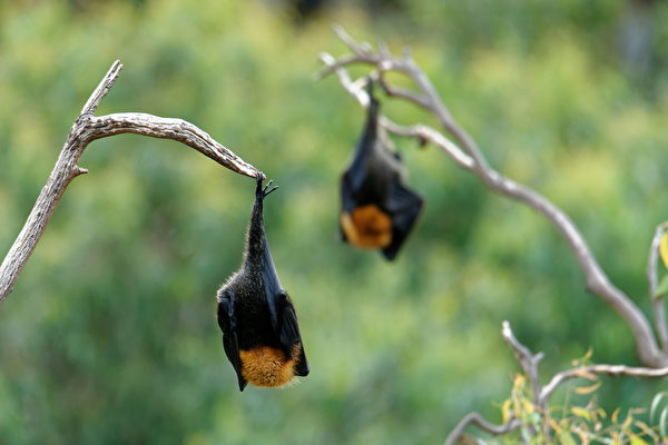 立百病毒跟冠狀病毒很像，原本皆由蝙蝠傳染。（Shutterstock）